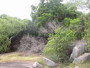 Hatthikucchi Vihara